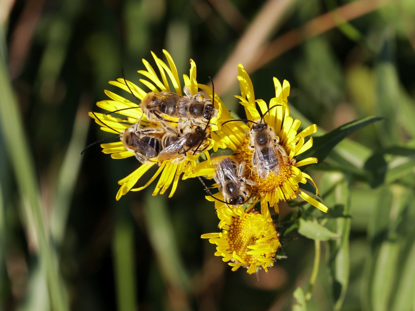 Apidae Anthophorinae: Eucera sp.  (E. nigrifacies o E. eucnemidea)